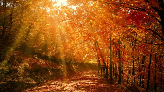 Parfums au miel, résineux et boisés : les douceurs de l’automne