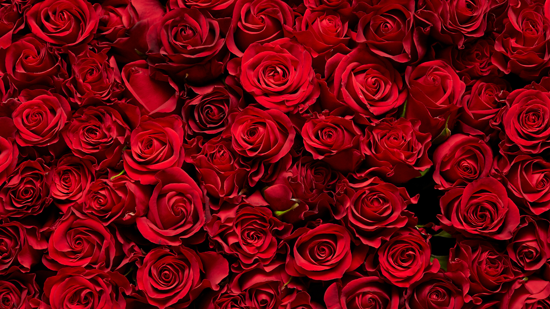 Parfums à la rose : entre ombre et lumière