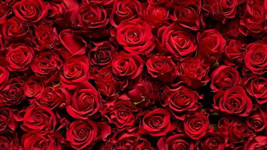 Parfums à la rose : entre ombre et lumière