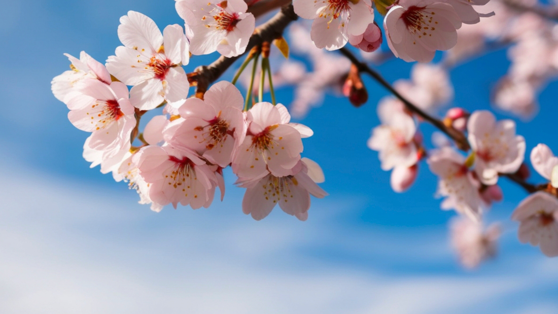Des parfums qui capturent l’essence du printemps