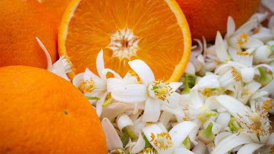 Tout savoir sur la fleur d'oranger