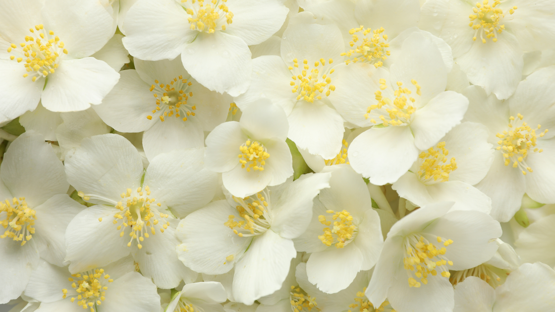 Jasmin, tubéreuse et gardénia : les fleurs blanches en parfumerie