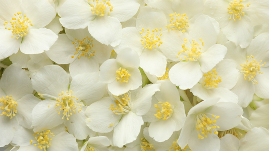 Jasmin, tubéreuse et gardénia : les fleurs blanches en parfumerie