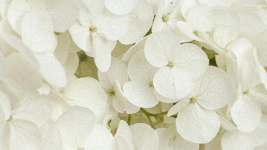 Parfums fleurs blanches : quand le floral rencontre le cuir, les fruits et les épices