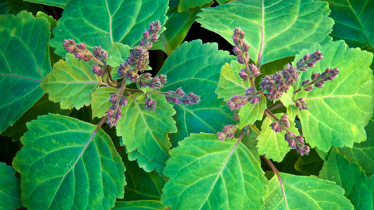 Parfums chyprés : six interprétations entre lumière florale et profondeur sombre