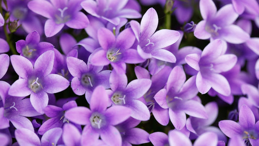 Parfums à la violette : une fleur délicate aux multiples facettes